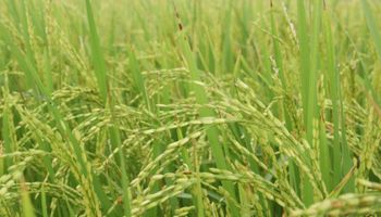 La exportación de arroz saltó un 91% y los cereales aportaron US$ 8.621 millones en los primeros ocho meses de 2025: los impactantes destinos de la cosecha argentina