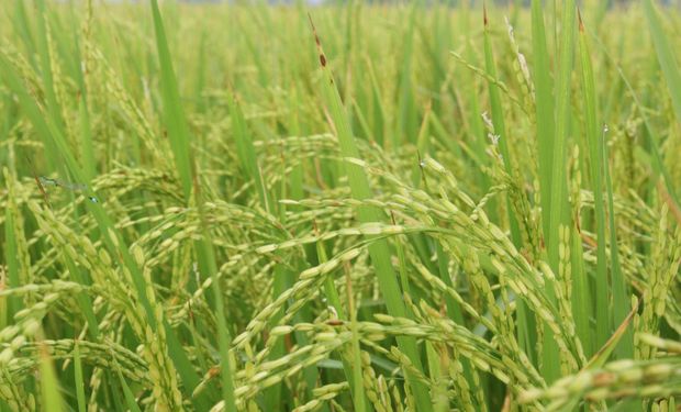 La exportación de arroz saltó un 91% y los cereales aportaron US$ 8.621 millones en los primeros ocho meses de 2025: los impactantes destinos de la cosecha argentina