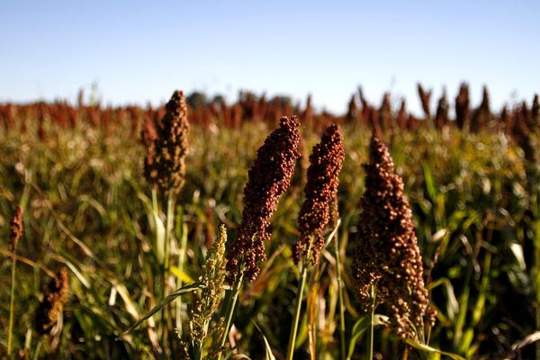 sorgo exportaciones