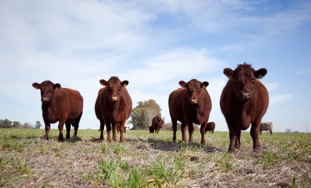 Ya se otorgaron $3.500 millones para productores ganaderos que se pagan según el precio del novillo