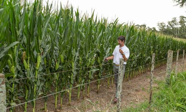 Los híbridos de maíz Brevant™ se adaptan perfectamente a los planteos de siembra tardía.