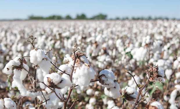 Traccionado por la industria textil, BCI apunta a certificar el 30% del algodón mundial.