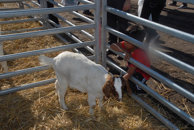 Nuevamente las cabras Boer se lucir n en el sector ganadero