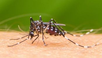 Criarán y liberarán mosquitos para combatir el dengue, zika y chikunguña