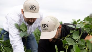 La fuerte apuesta de una de las compañías agrícolas más grandes del mundo a la Argentina: “Tenemos más de 450 ensayos en lotes productivos"