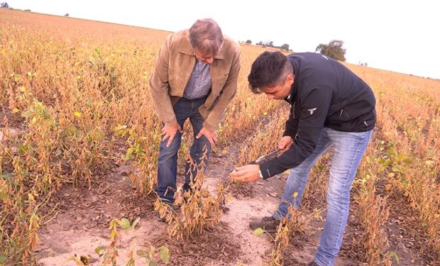 La experiencia de un productor que siembra soja en ambientes salinos: logró implantar cultivos donde antes no había nada