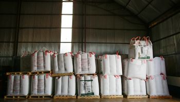 Regalan 100 kg de urea por hectárea para trigo y maíz: cuáles son las condiciones