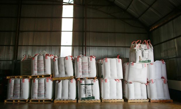 Regalan 100 kg de urea por hectárea para trigo y maíz: cuáles son las condiciones