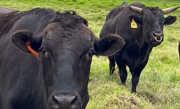 Sabor, terneza y jugosidad: los secretos del Wagyu, el "salmón de la carne" que también se produce en Argentina