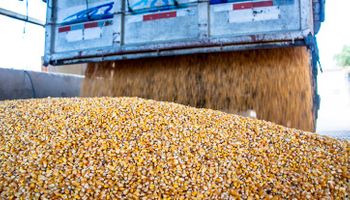 Informe del USDA: la expectativa de los operadores para el informe de hoy