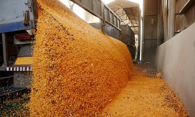 Fuertes bajas para soja y maíz por el buen clima en Sudamérica