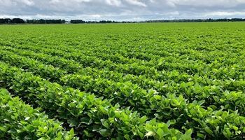 Soja HB4 suma un nuevo mercado tras la aprobación de Paraguay