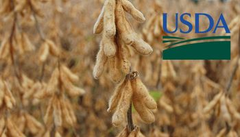 USDA: incremento sustancial para los stocks de soja