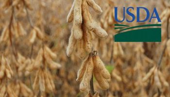 USDA: proyectan 57 millones de toneladas de soja para Argentina 