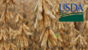 USDA: esperan que se revise el alza en la producción norteamericana de soja