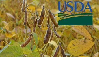 El USDA llegó con un nuevo impacto negativo para la soja