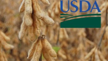 Habrá más soja que la esperada en Estados Unidos
