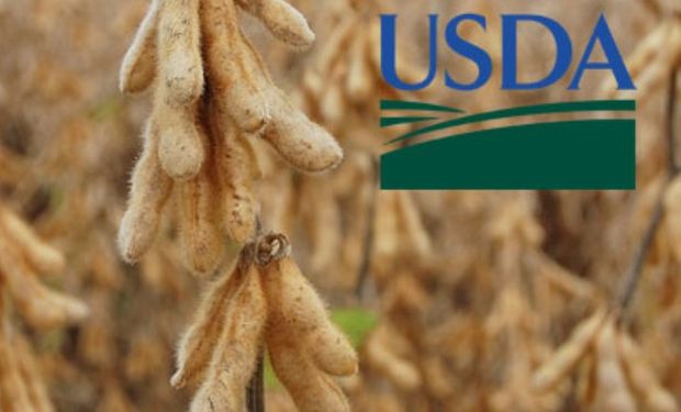 Datos bajistas del USDA presionan al mercado.