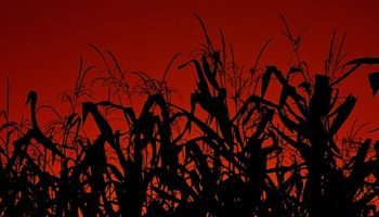 USDA confirmó un escenario negativo para el maíz