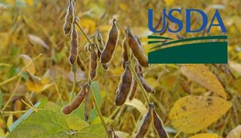 Primeros datos del USDA: la soja despega con fuerza