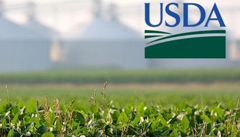 USDA: sentimiento negativo para la soja y el maíz