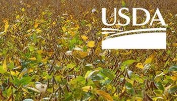 Primeros datos del USDA son positivos para la soja y el maiz en Chicago