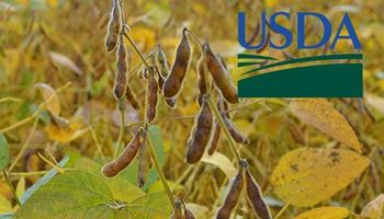USDA: primeros datos son bajistas para la soja