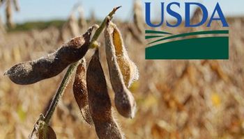 Fuertes bajas en Chicago tras la publicación del USDA