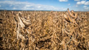 El Gobierno reconoce que está en juego el uso propio de semillas, pero destaca: "Significa el acceso a la mejor tecnología genética disponible"