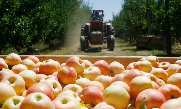 ¿Es correcto decir que una fruta u hortaliza con presencia de agroquímicos es tóxica?