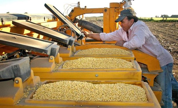 En más de un millón de hectáreas no podrán hacer uso de su propio insumo.