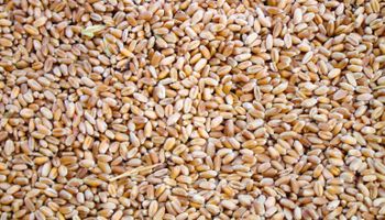 Agroindustria actualizó la nómina de Grandes Usuarios de Semillas