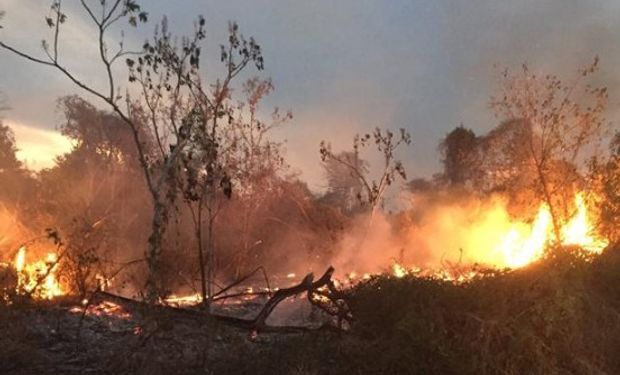 Las cortinas forestales incendiadas.