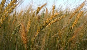 El trigo se consolida en el centro del pais: qué dice el pronóstico para el agro 