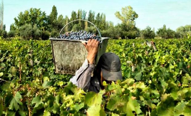 Efecto heladas, tormentas y sequías: se espera una caída del 21% para la producción de uvas