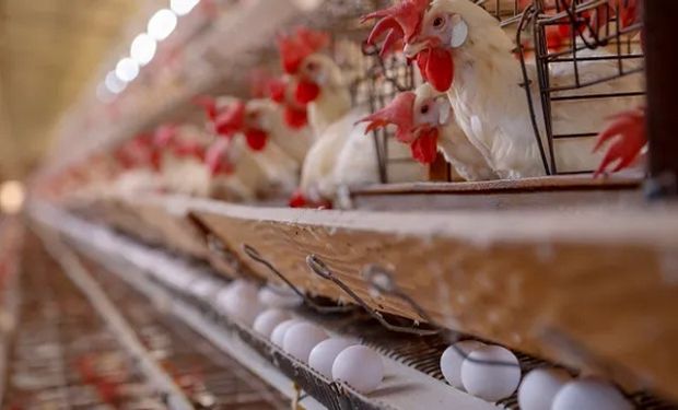 Alerta en Brasil: reportan los primeros casos de gripe aviar
