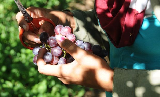 Projetos de irrigação produziram 4,11 milhões de tons de alimentos em 2023