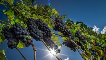Brasil finaliza tratativas fitossanitárias para exportação de uva à China