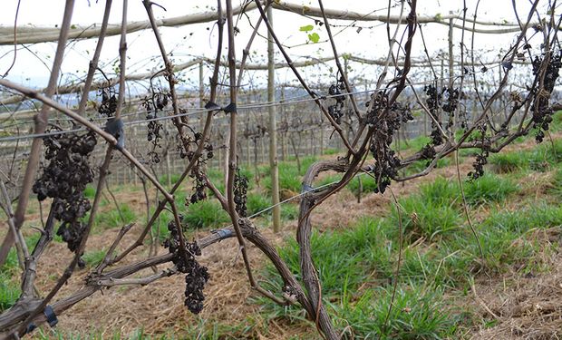 Bagas de uvas mumificadas mostram o estrago causado pela doença (foto no sítio do produtor Ademir Minjoni)