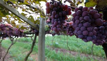 INPI reconhece indicação de procedência da uva niagara de “Jundiahy”