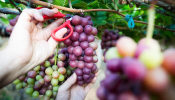 Chuvas e fungos reduzem safra de uva e produção de vinhos no Rio Grande do Sul