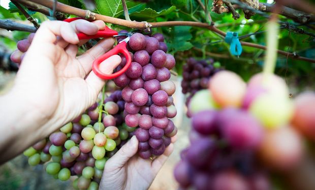 Chuvas e fungos reduzem safra de uva e produção de vinhos no Rio Grande do Sul