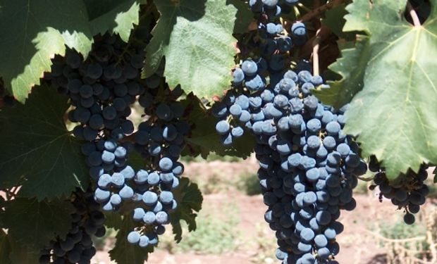 "Sin rentabilidad no hay producción": el caso de los productores de uva varietal del Valle de Uco
