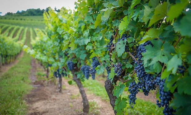 Dados do IBGE indicam que a safra de 2024 totalizou 703 mil toneladas de uvas, uma redução de 23% em comparação. ( Fotos: Jürgen Mayrhofer/Secom)