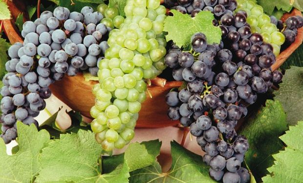 Las uvas frescas del Alto Valle y de Mendoza son tan sólo uno de los tantos productos argentinos que se verán afectados por la caída de exportaciones.