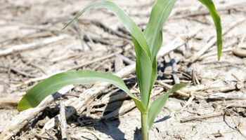 La expectativa de una mejora climática en Estados Unidos presionó al maíz y la soja