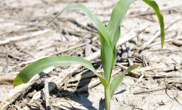 La expectativa de una mejora climática en Estados Unidos presionó al maíz y la soja