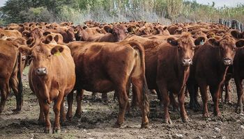 La Rural 2019: por primera vez se realizará un Concurso Agtech Ganadero