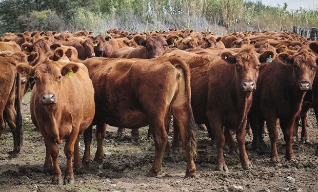 La SRA lanza el Concurso Agtech Ganadero.