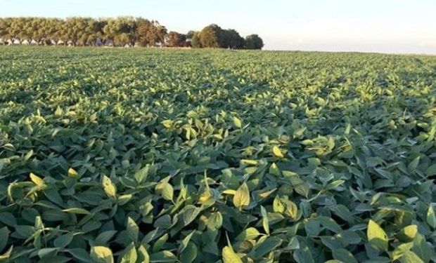 Más del 90% del área cultivada en Córdoba se desarrolla con muy buenas condiciones generales.